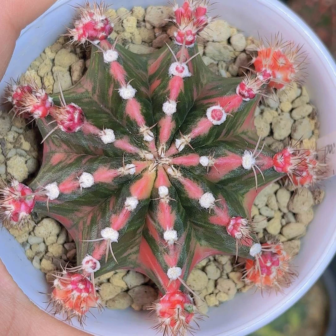 母本特价仙人球福利出