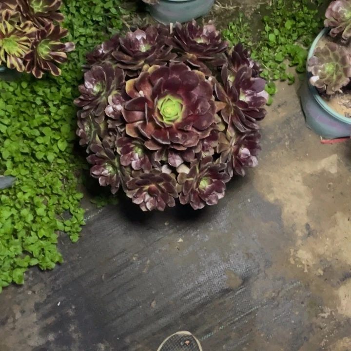 12赤焰莲多肉的多肉