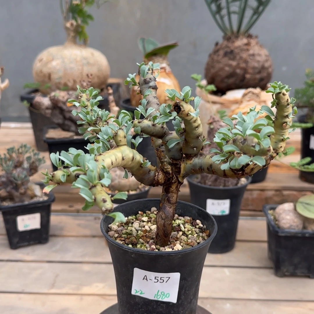 557红花鱼骨城块根植物
