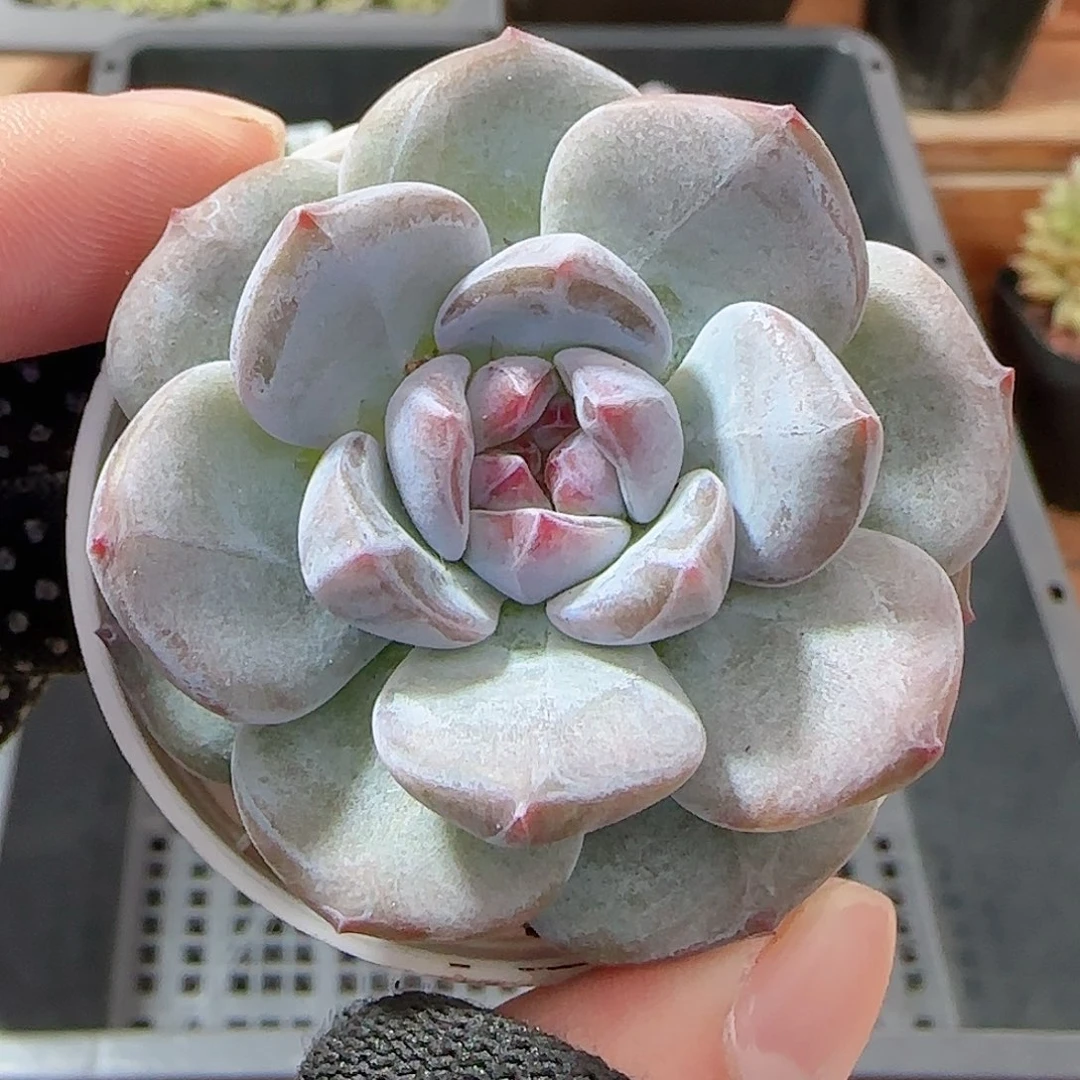 多肉0913-103石榴籽星影