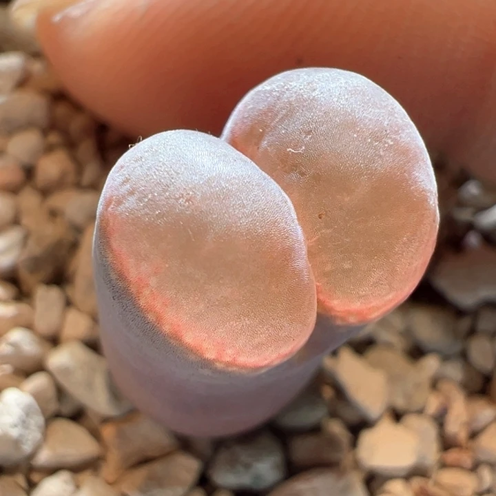 131。 优选Pnsp.  母本