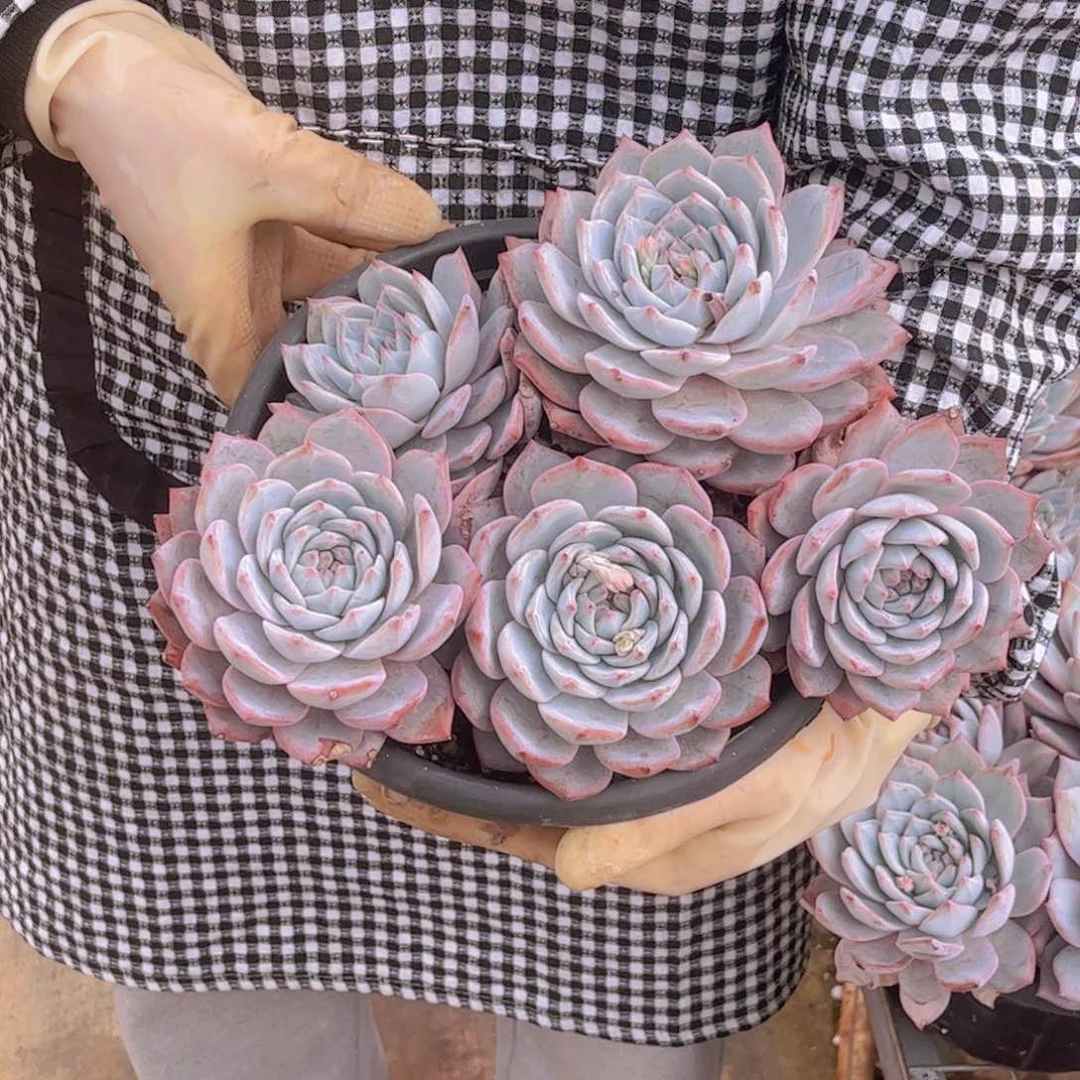 精品粉蓝鸟一单包邮