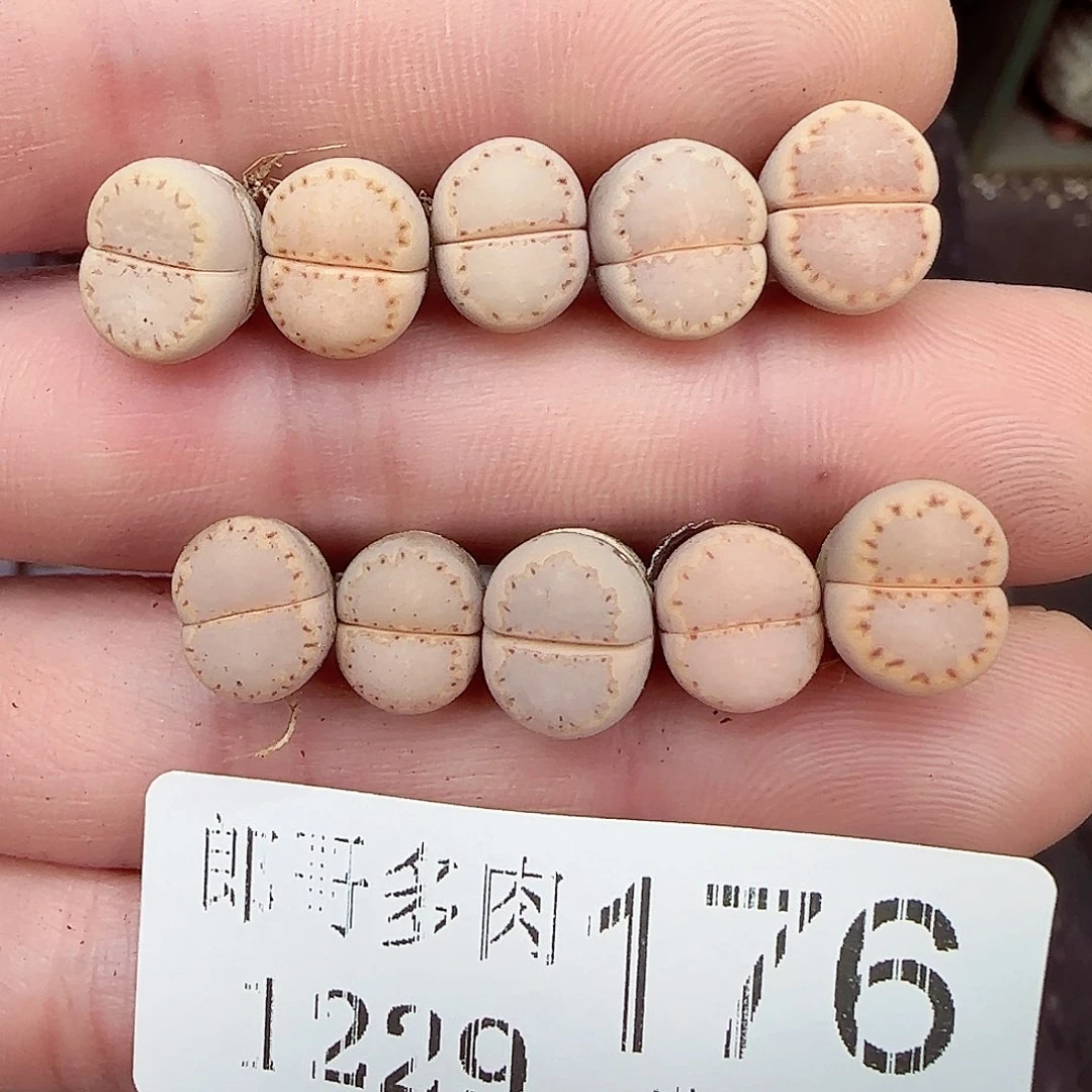 满满18包邮1229-176