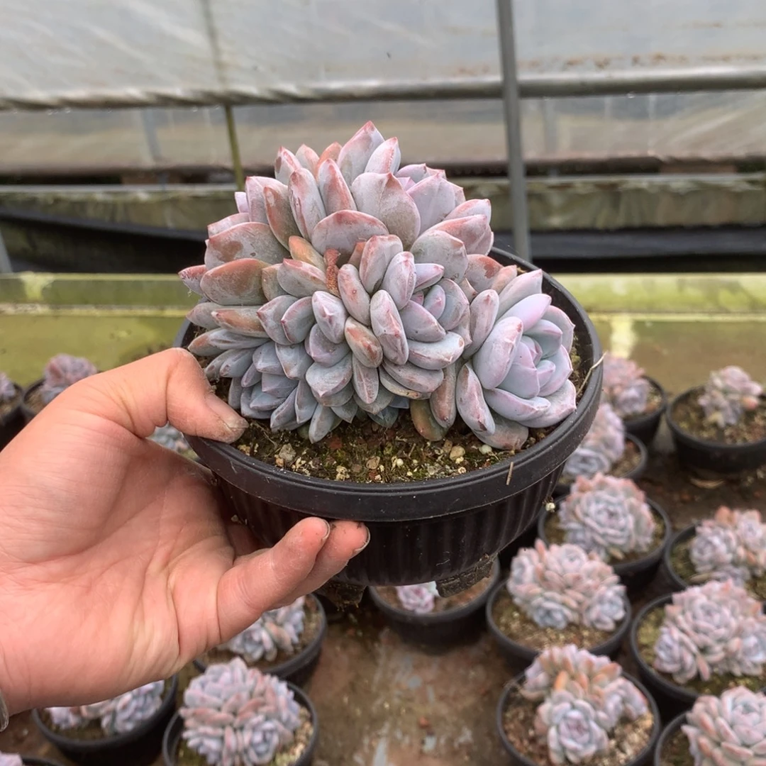 无花朵无砍哈哈哈哈哈哈哈41