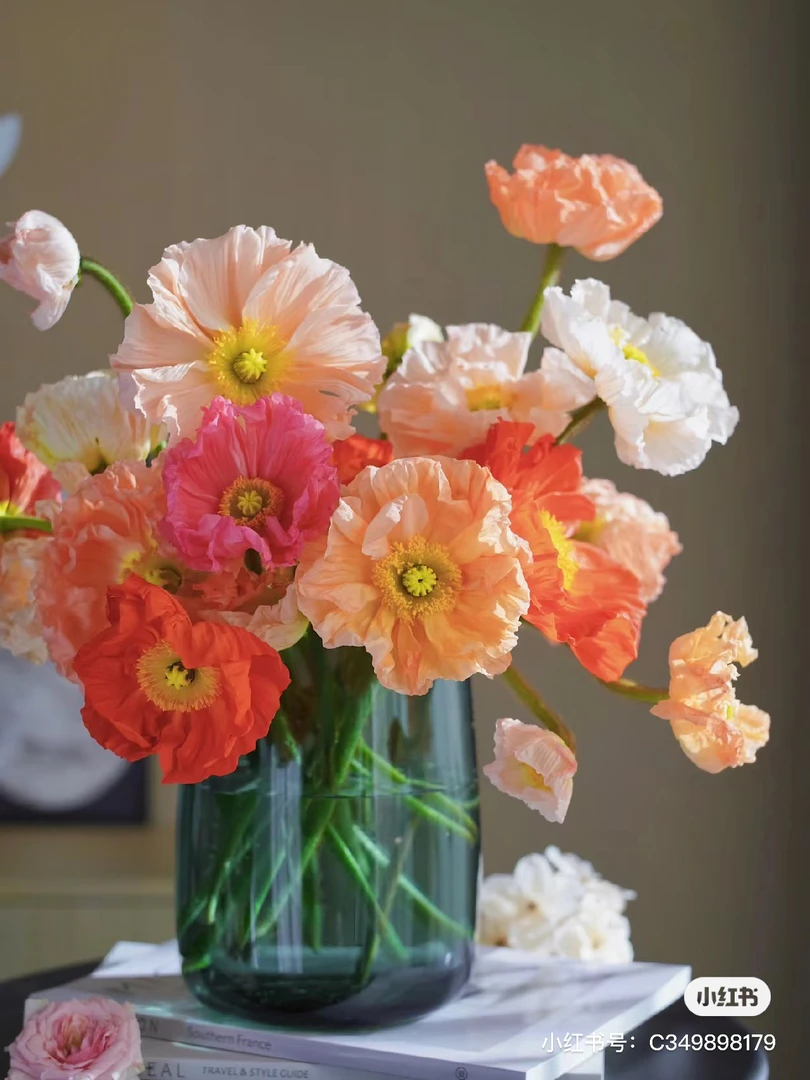 【虞美人】任拍三单顺丰空运包邮鲜切花家居花店插花