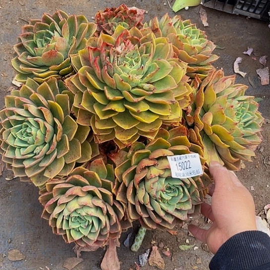 ?***?贝拉15022多肉