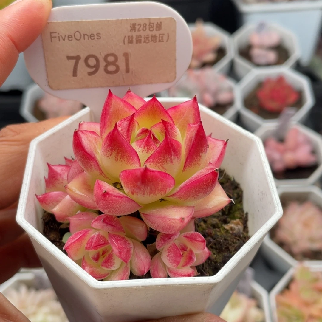 梦幻女王7981-5.0厘米