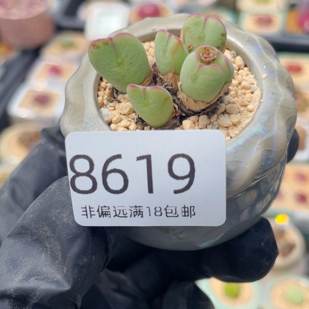 无花朵8619--一物一拍 带盆