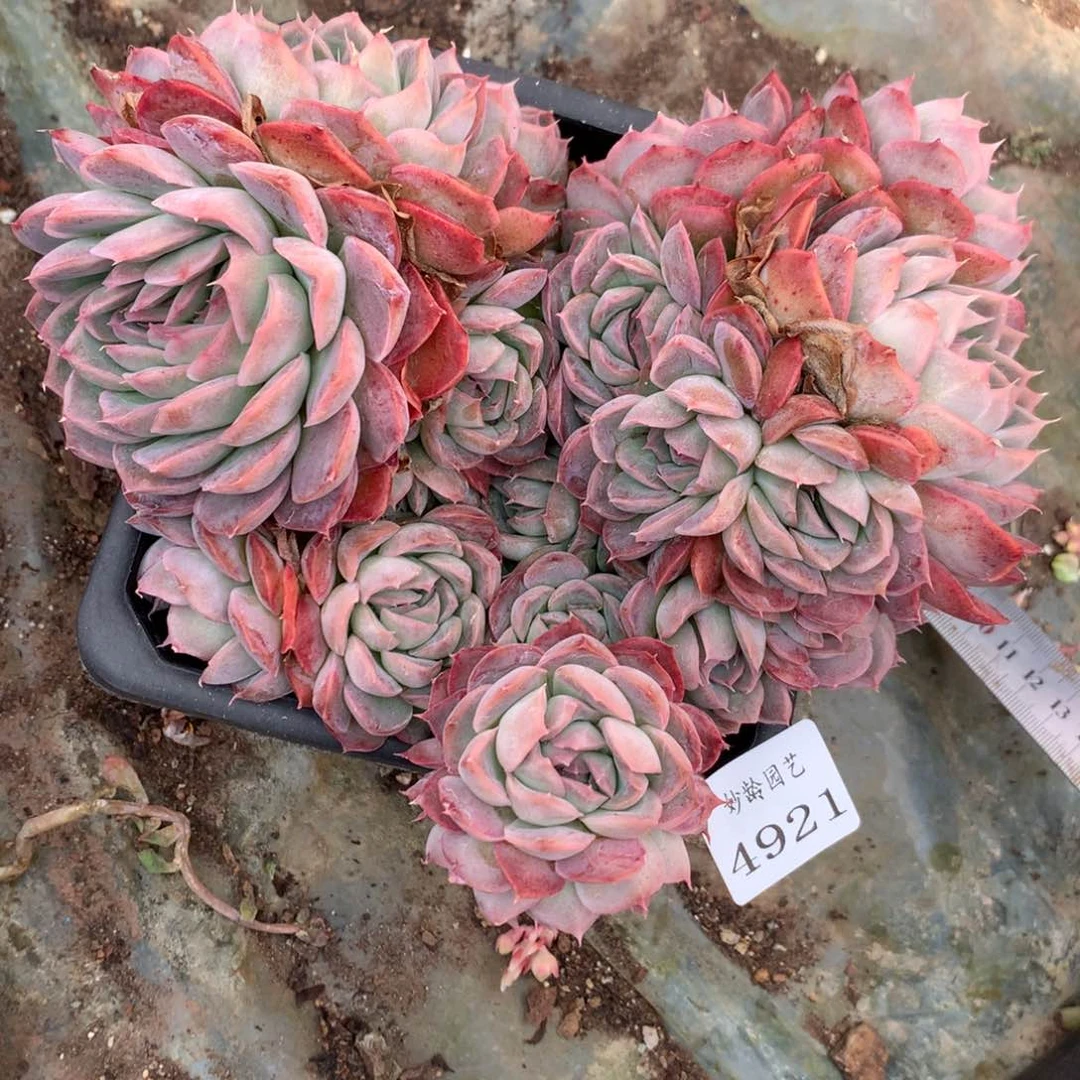 4921不包整散介意不拍17厘米