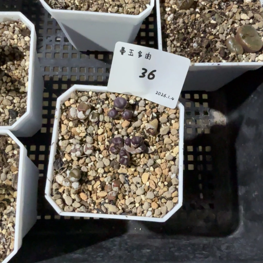 朋***友多肉多肉多肉1.4-036