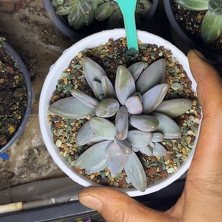 多肉植物企鹅群320