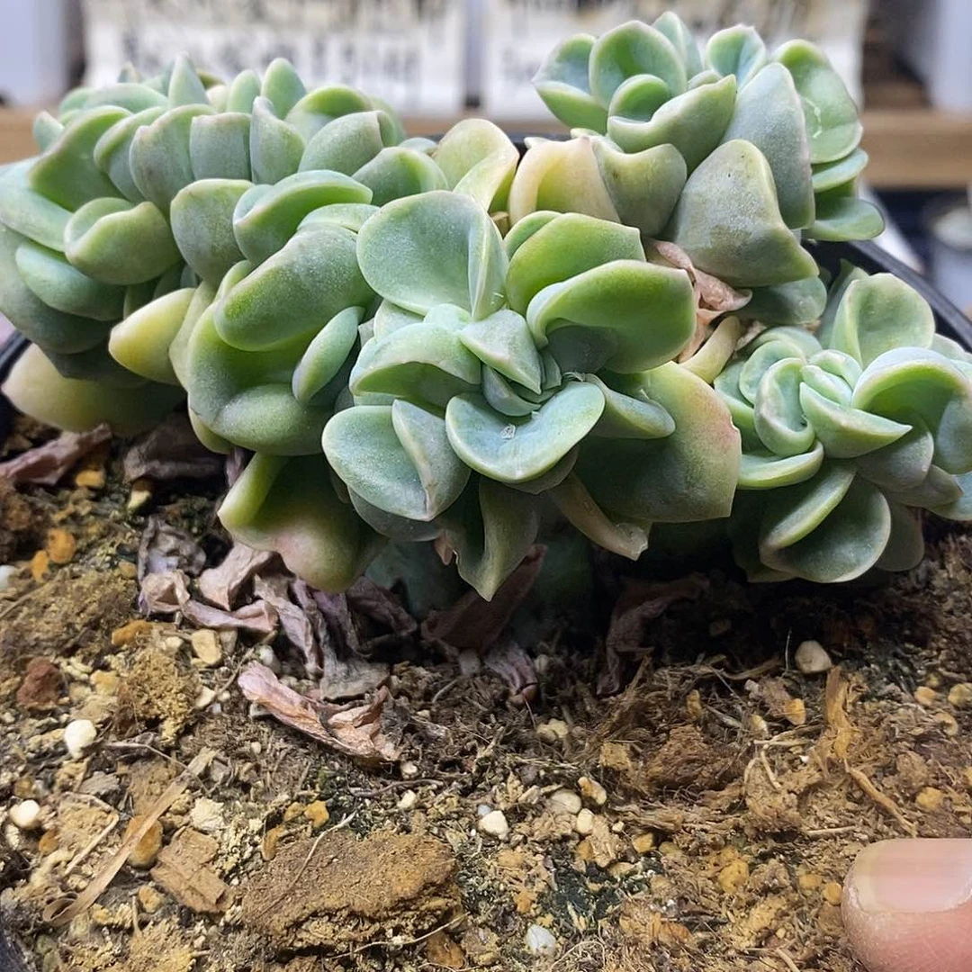 1391 大可爱玫瑰缀化