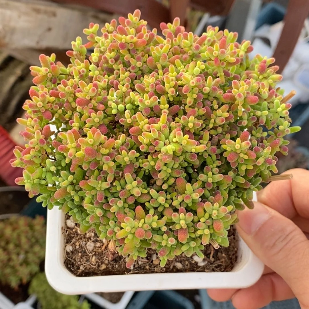 ?**粒454蜜橘糖球。