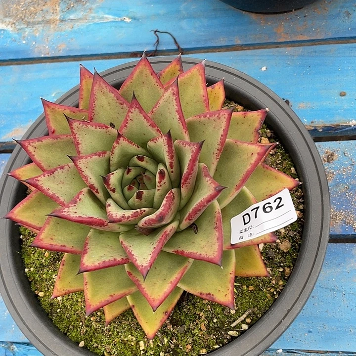 若如东云单拍D762