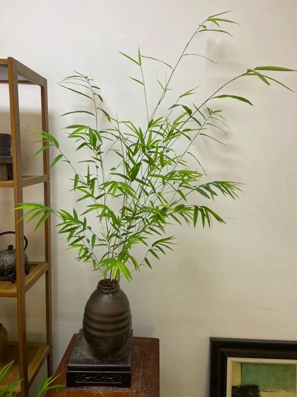 竹盆景 室内盆栽 茶室盆景 竹子 竹盆景 花卉绿植 禅意生活