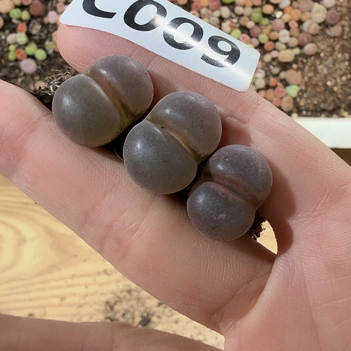 ᥫ****1804.5风铃风铃风铃风铃