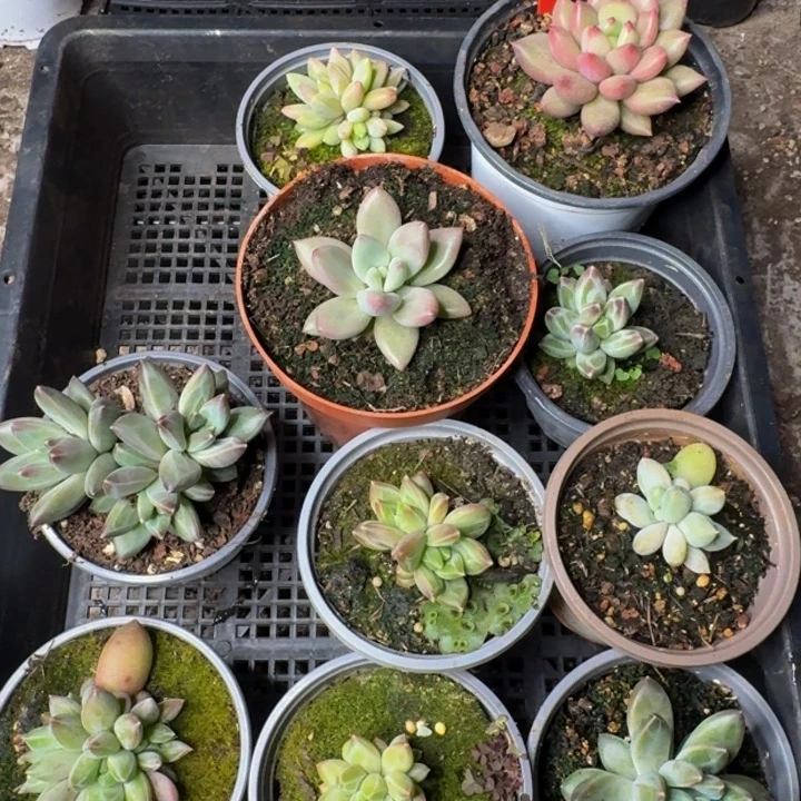 348多肉植物一物一拍