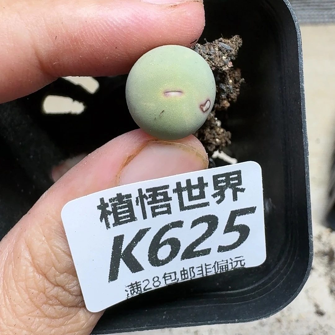 多肉植物的润泽ghh