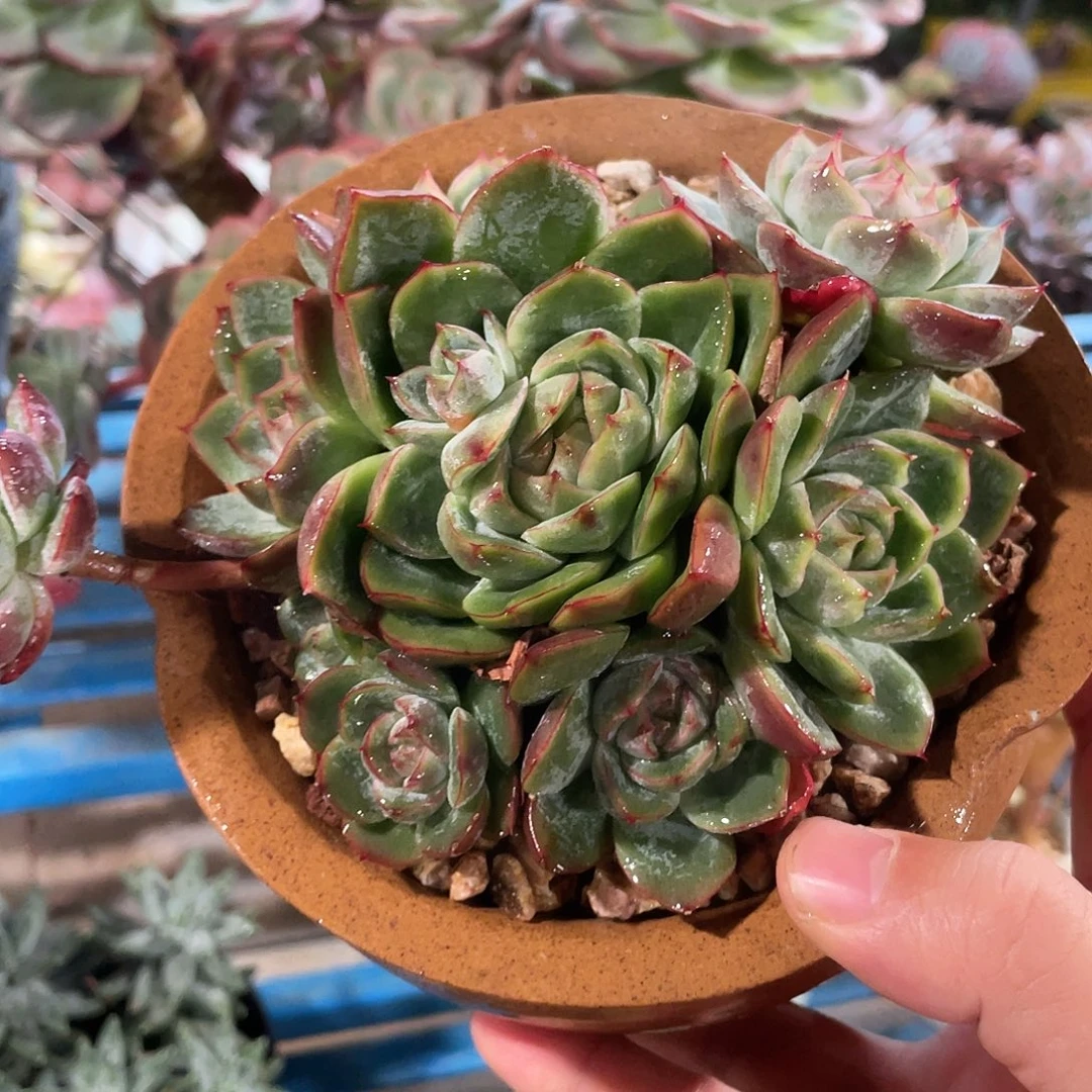 杂交暗纹系列脱土发货