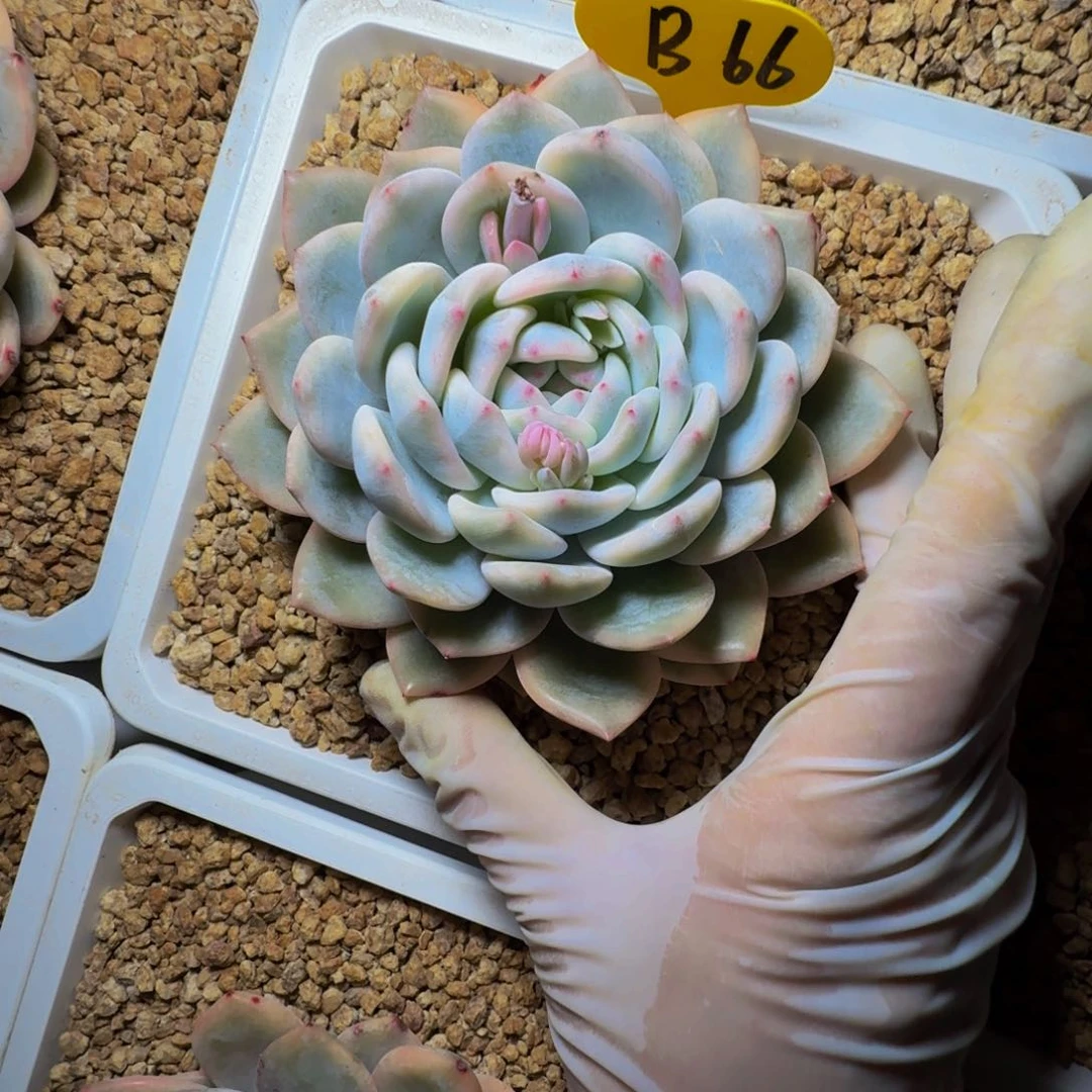 b b b b b b b b b b 66