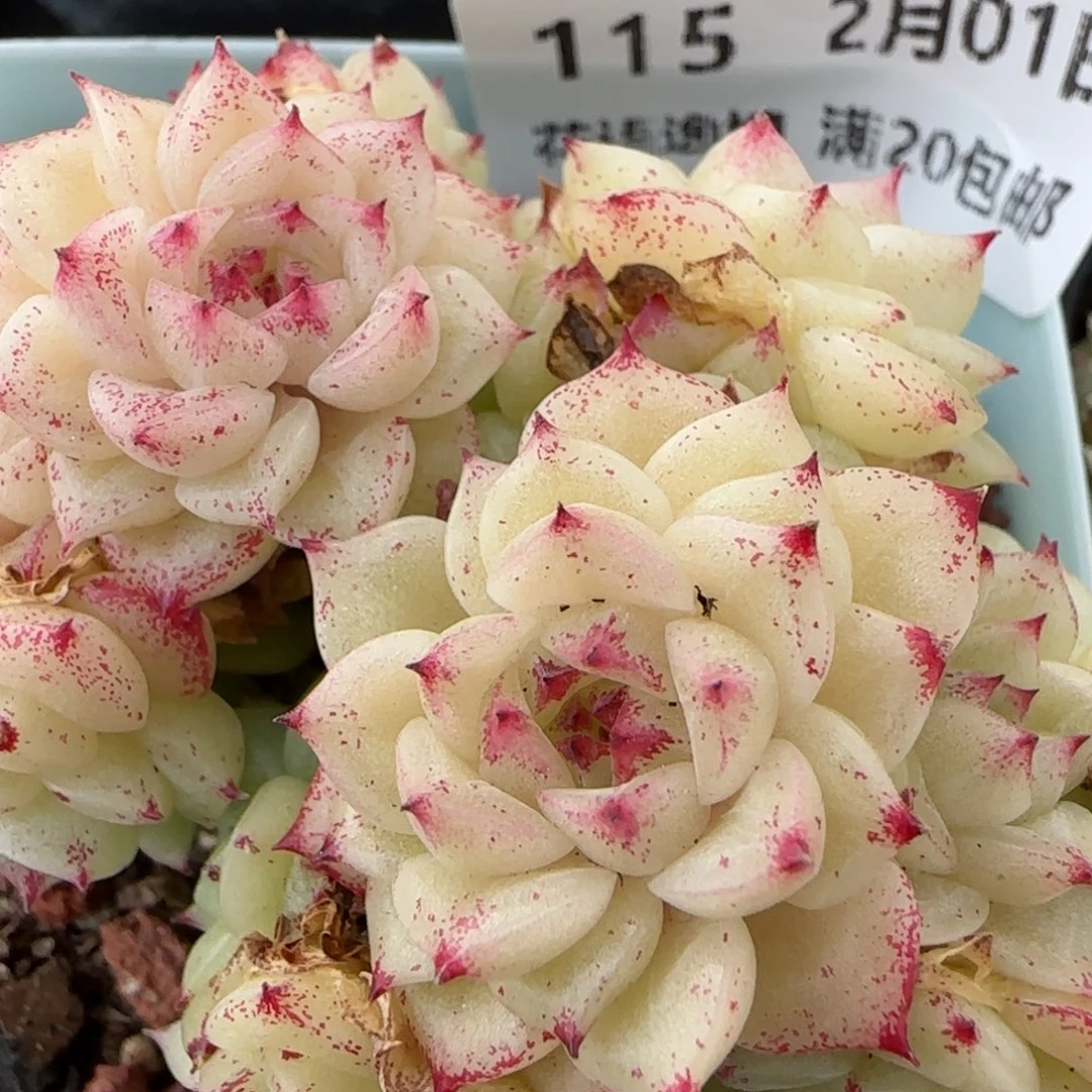 花语逸镜0201-115散