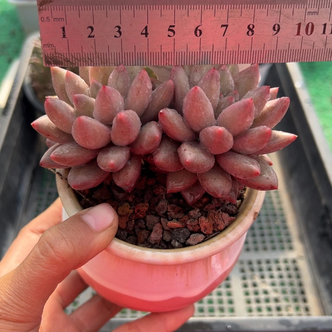 表妹精品多肉植物153.