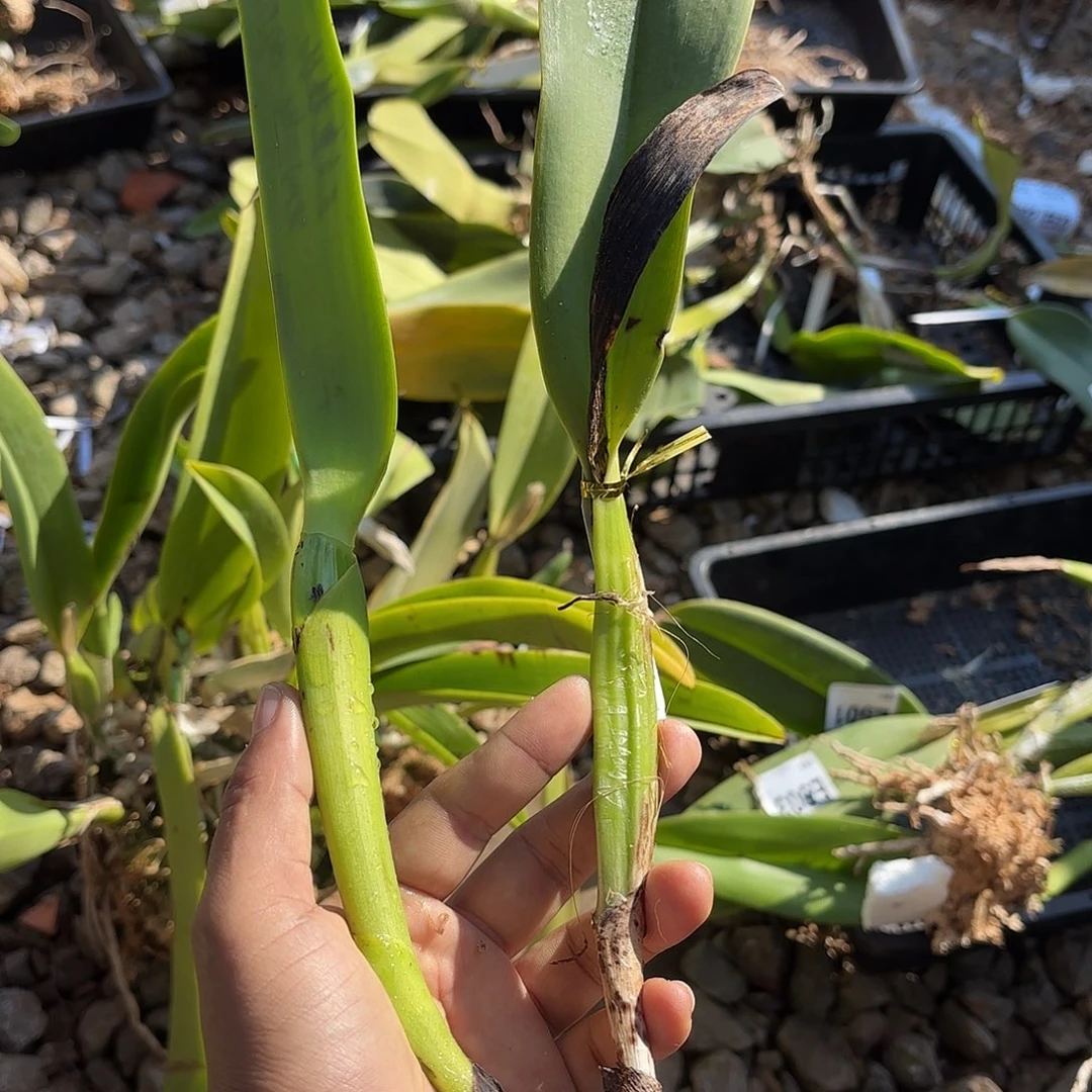 完全开放三文鱼半白拉比