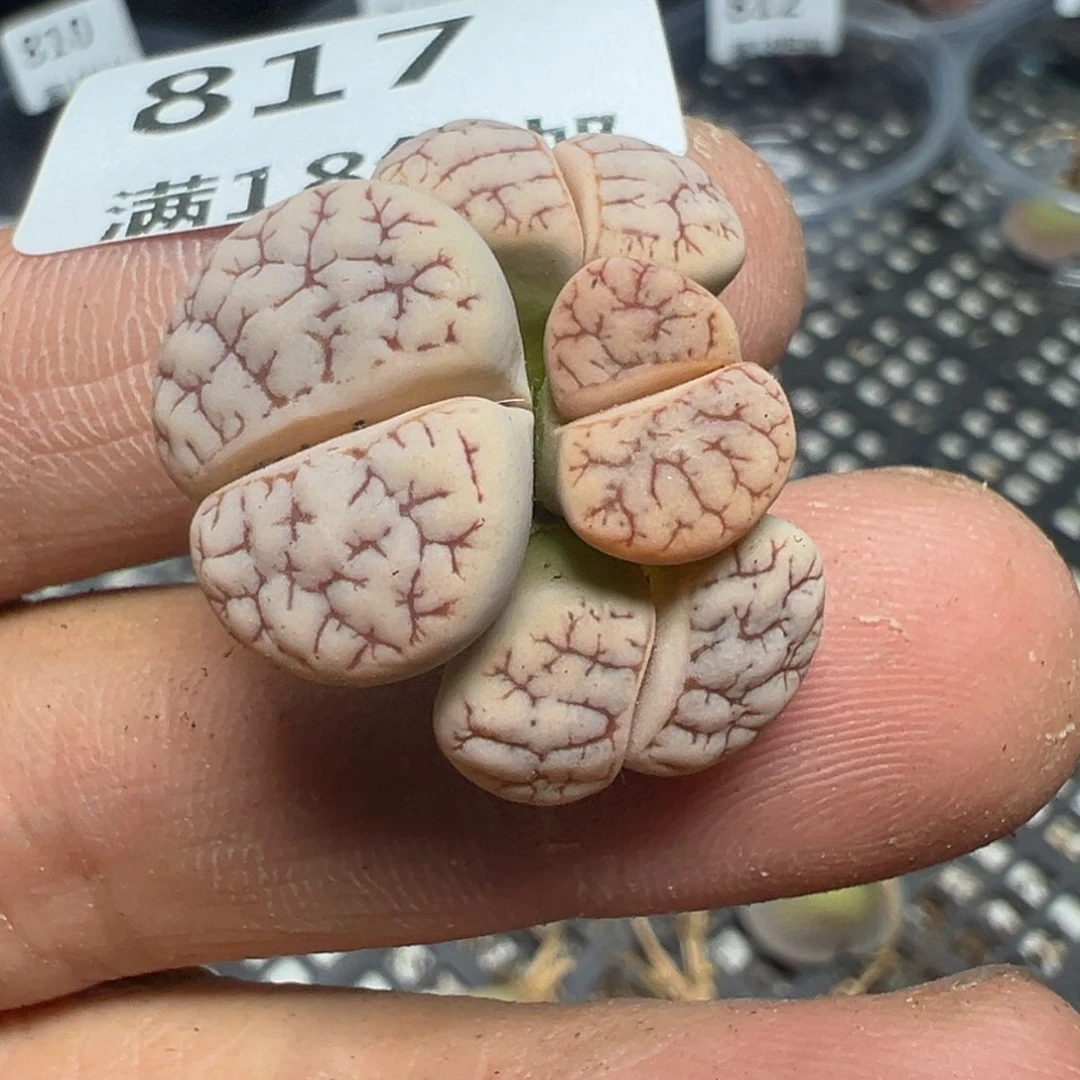【闪购商品】 817。
