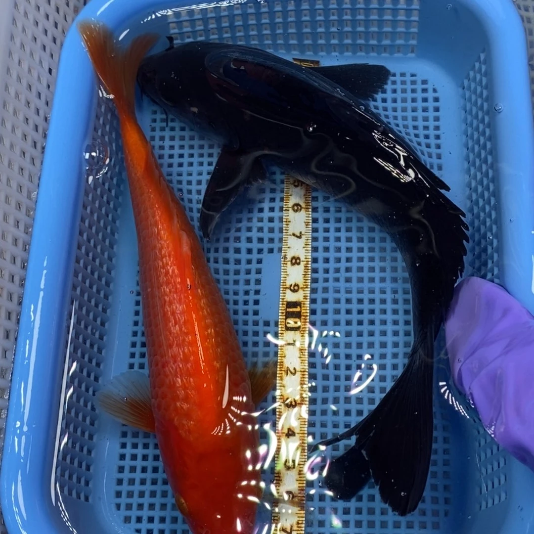 锦鲤冷水锦鲤包邮