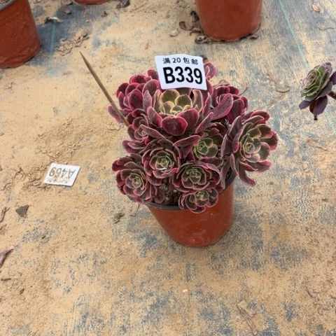 339爱神不包断枝