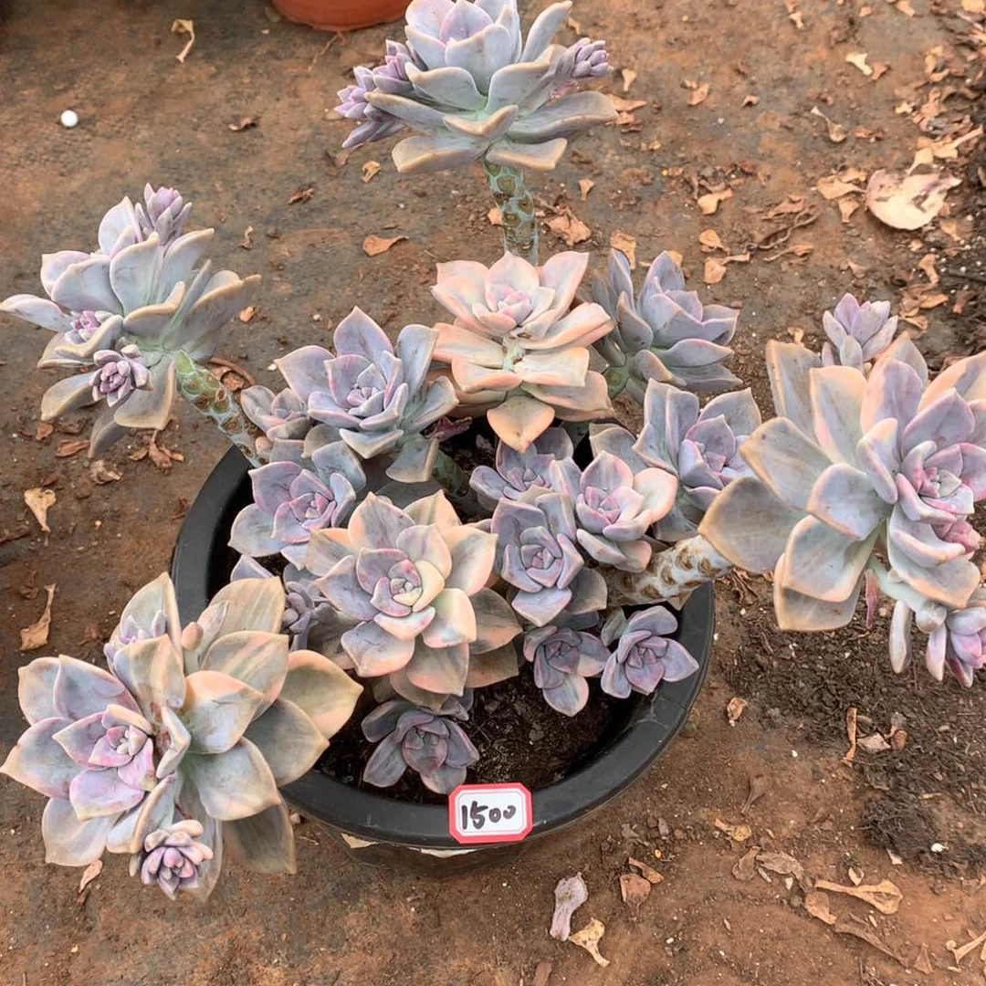 紫乐锦1500晓晓一物一拍