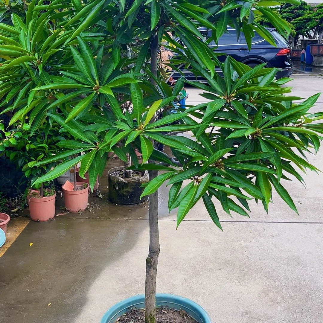 笑***^完全开放果树88888888