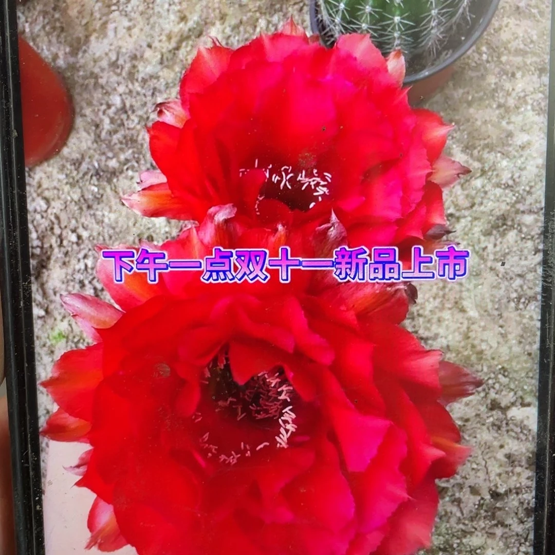 Cc248自根球6公分左右带盆土