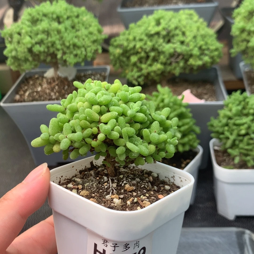 379蜜橘。