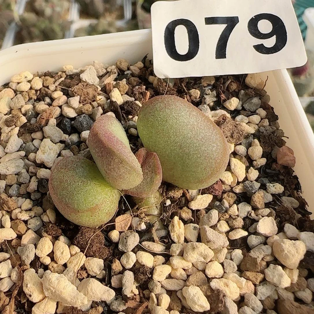 实生水泡 出售整盆（满38包邮）