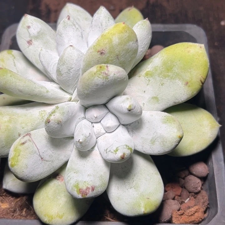 一物一拍拇指2938