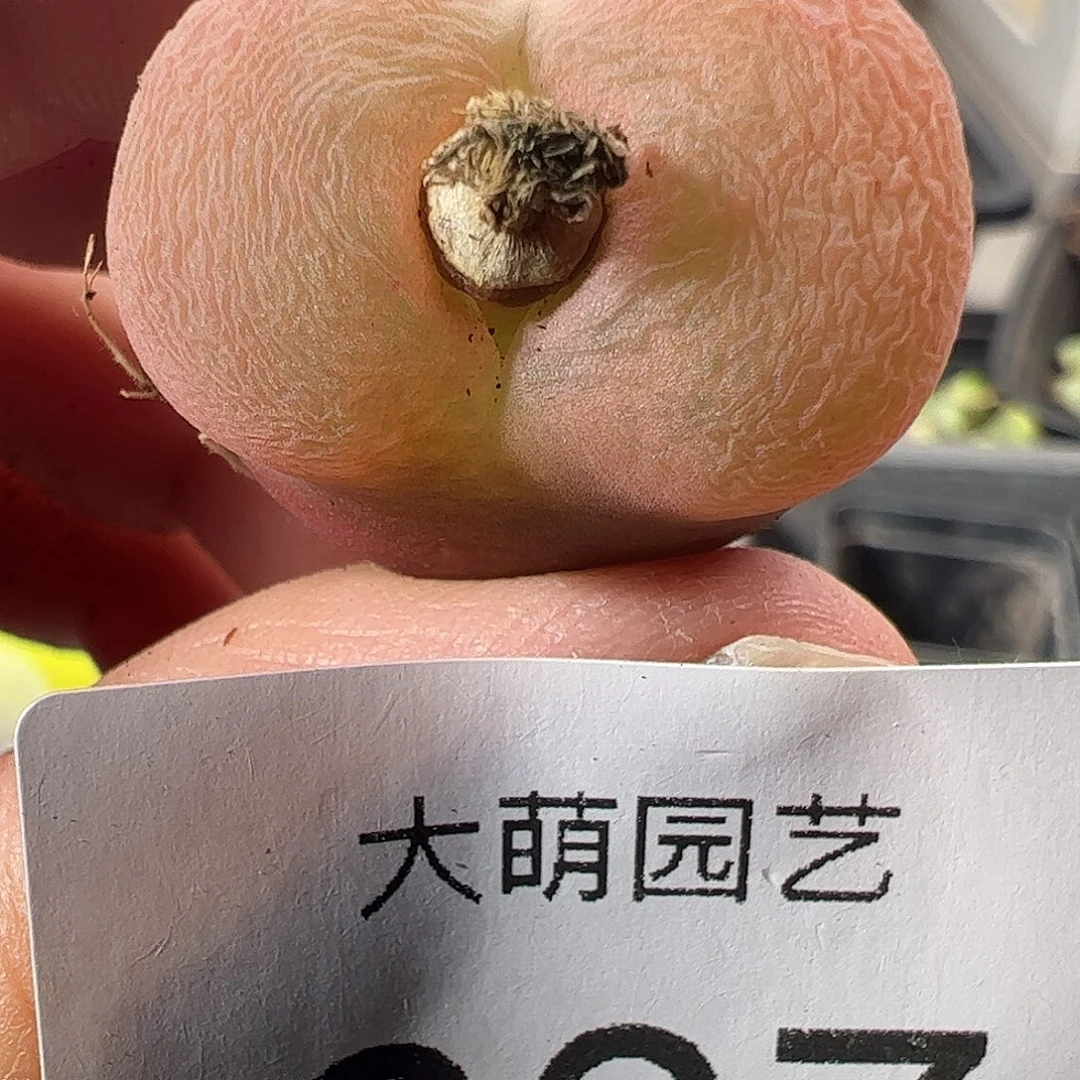 一物一拍。       807