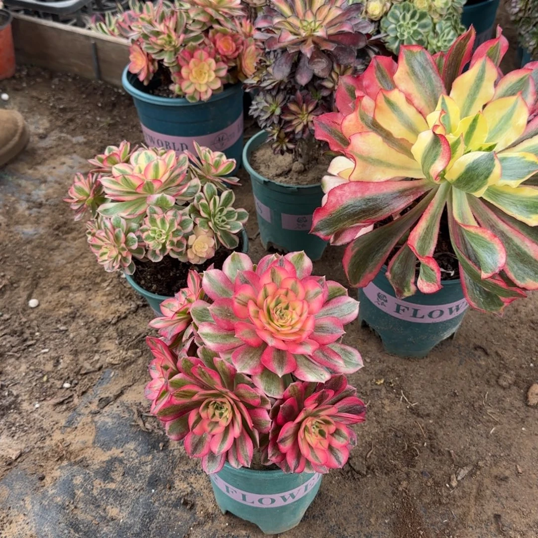 189 号一物一拍多肉18包邮倾城