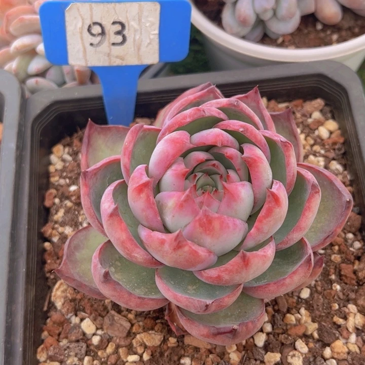 健健康康平平安安