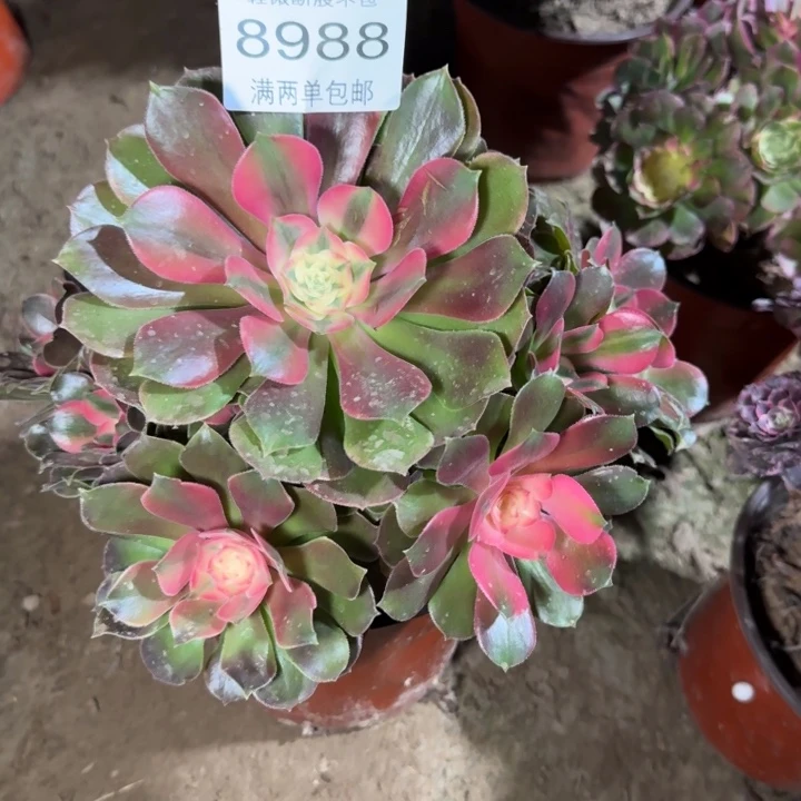 8988香妃多肉植物