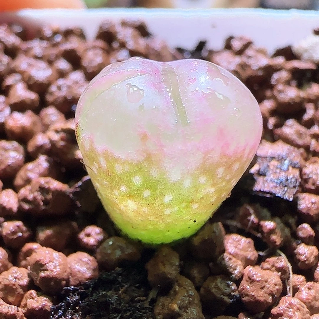 特别粉的风铃。  272