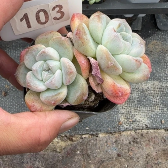 103冰玉多肉植物多