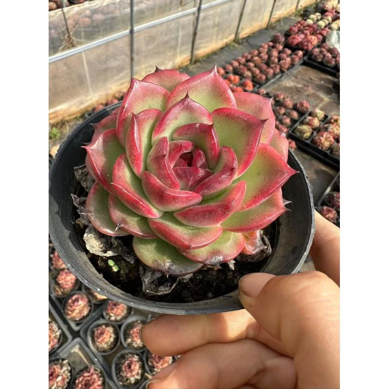 10#玄烟多肉植物 前男友精品多肉