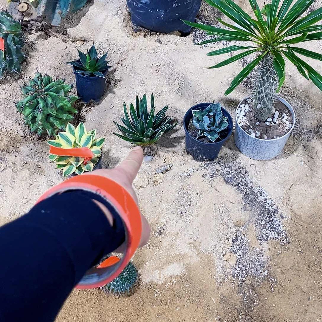 无花朵北**妞0000000000000