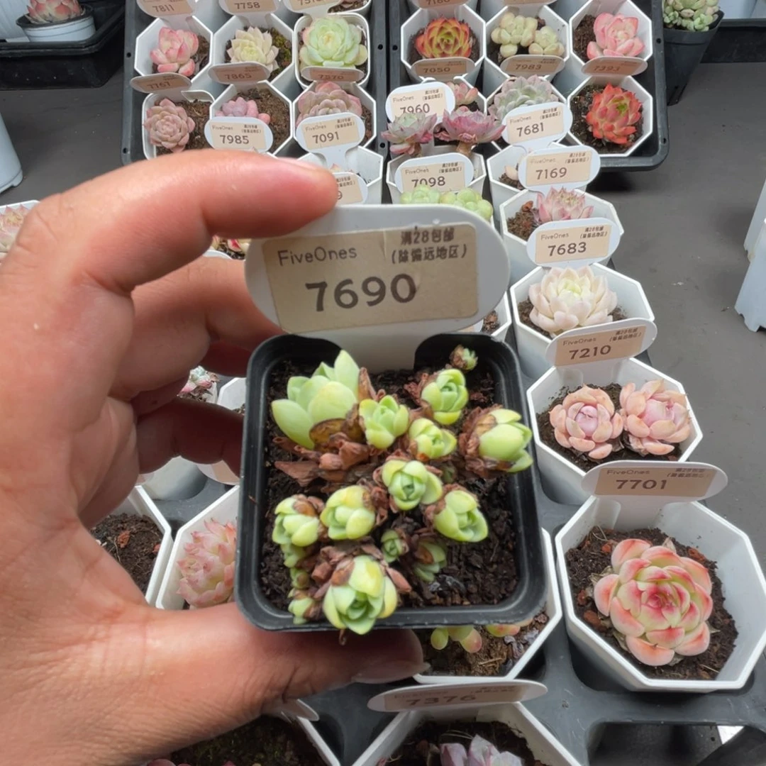 7690鸡蛋玫瑰4.0厘米