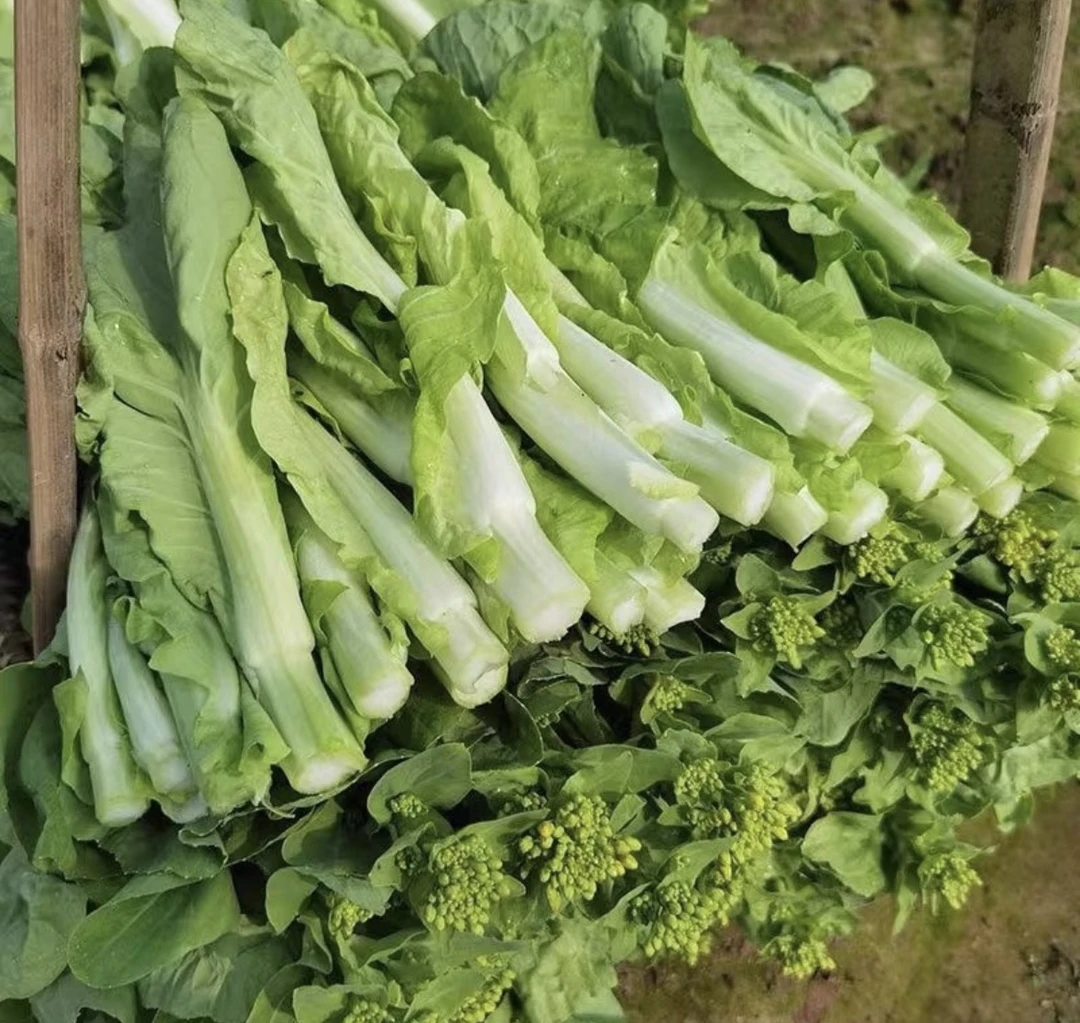 贵州农家露天白菜苔5斤包邮