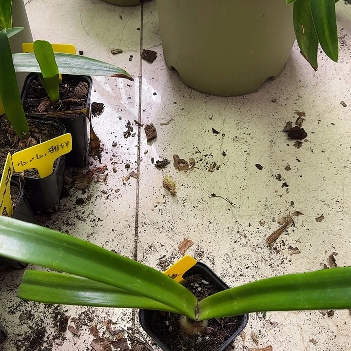 无花朵紫薇3+带盆土