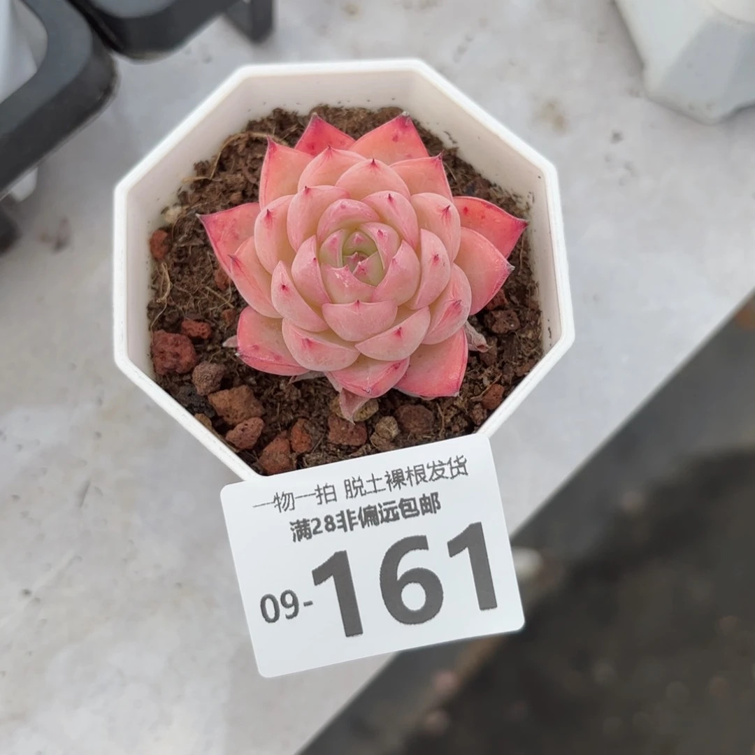 粉水晶多肉多肉多肉