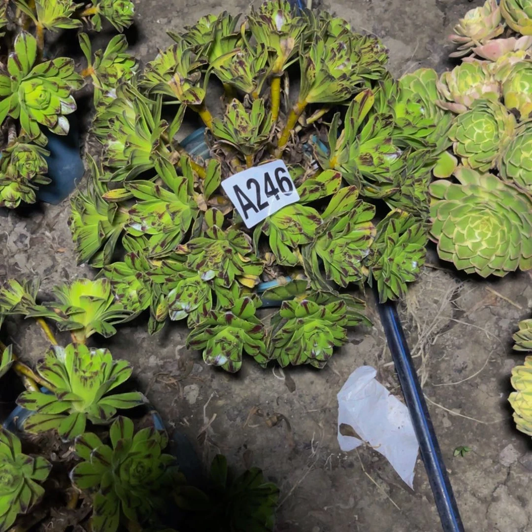 必火法师26////36包邮