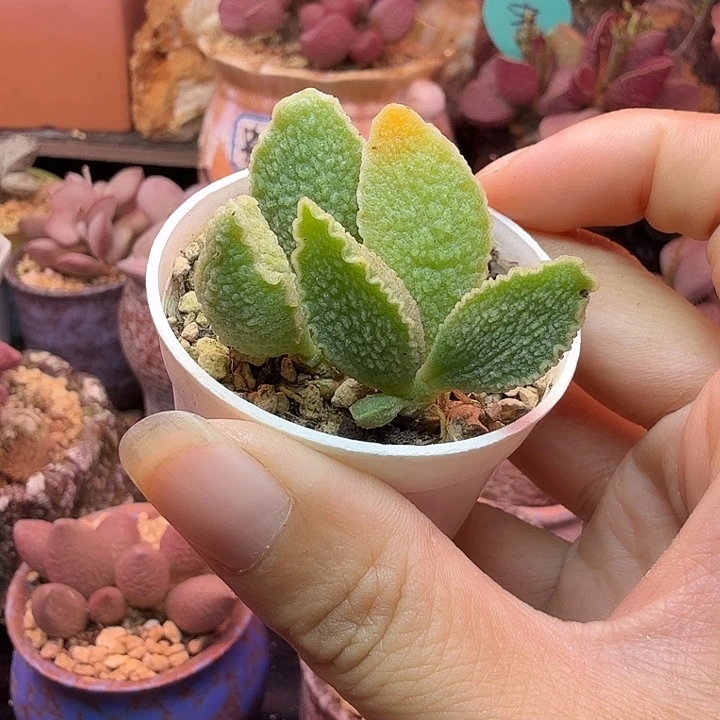 雨***舞水蜜桃的味道真的是绝了